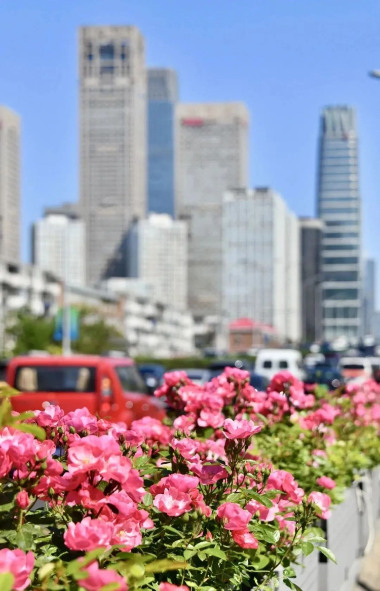 国贸桥上绽放的月季自育品种“约定”。图源:北京朝阳公众号
