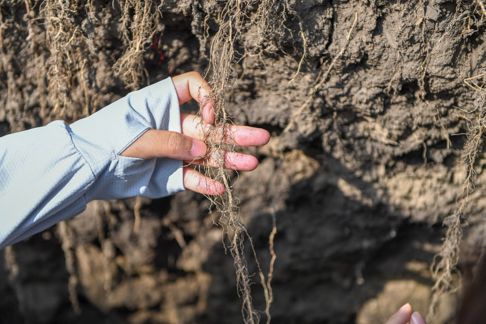 2023年7月31日，在位于吉林省四平市梨树县的中国农业大学“科技小院”保护性耕作试验田，一名学生查看玉米根部在黑土中的生长情况。
