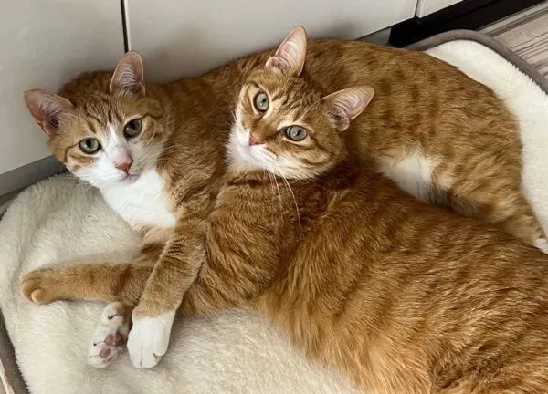 ▲奴才拔电热毯插头 惨遭「大橘双煞」死亡凝视他立刻求饶。 (图/翻摄自X/@kunyan_kainyan)