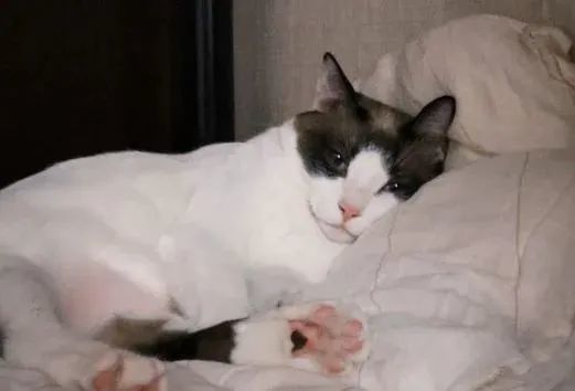 ▲起床!連假「貓咪鬧鐘」準時叫人 吵醒奴才自己回去重睡。(圖/Threads@double__11_11提供,請勿隨意翻拍,以免侵權。)