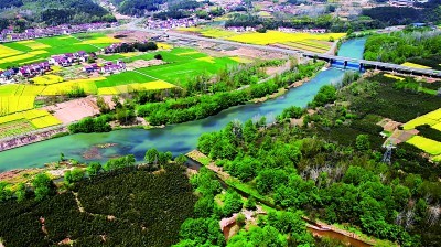 湖北省远安县鸣凤镇北门村:竹林遍野绿生金
