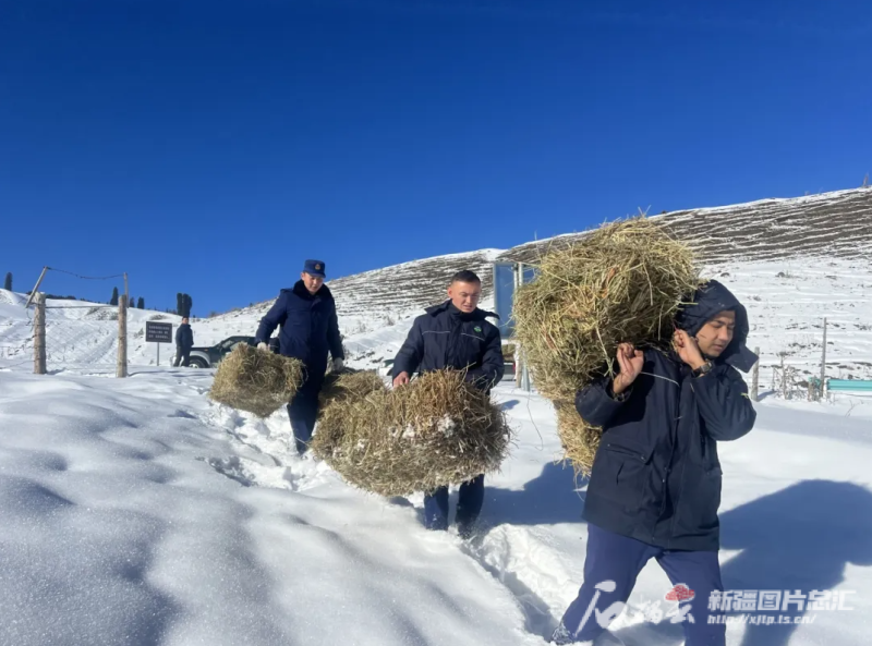 1月14日，新疆天山西部國(guó)有林管理局鞏留分局向林區(qū)投放飼草料,，確保野生動(dòng)物安全越冬,。新疆天山西部國(guó)有林管理局供圖