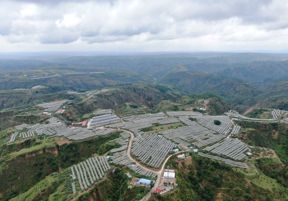 陜西省延安市延川縣文安驛鎮(zhèn)梁家河村山地蘋果園（無人機照片,，2023年6月28日攝）,。新華社記者 張博文 攝