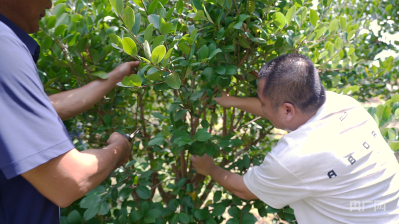 技术人员指导张发建管护油茶（央广网记者 付美斌 摄）