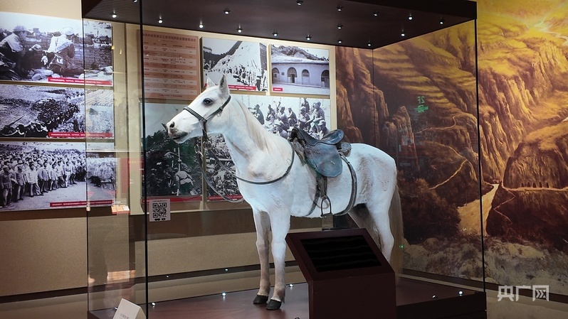 小青马标本(央广网记者 苏睿楠 摄)