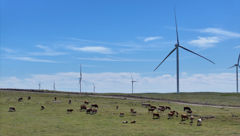 图为内蒙古锡林郭勒盟阿巴嘎旗,一排排风力发电机与草原构成一幅美丽画卷。新华网发(郭梓升 摄)