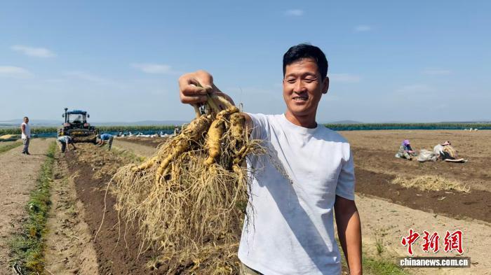温明泉展示刚挖出的人参。 郭佳 摄