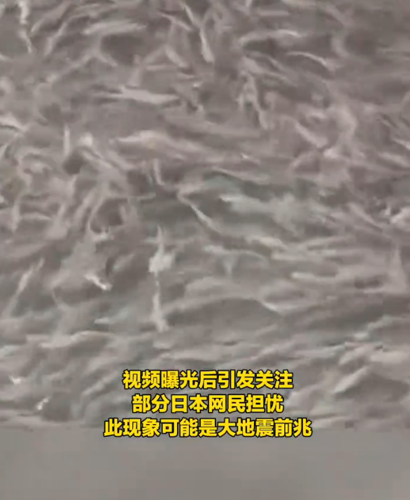 日本大阪一河道涌入鱼群:覆盖整个河面 居民担忧地震