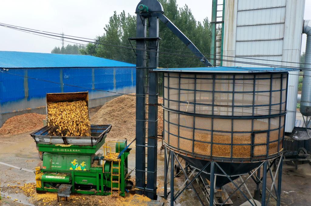 2025年10月10日拍摄的河北省衡水市阜城县古城镇一家粮食烘干企业作业现场（无人机照片）。新华社发（崔贤飞 摄）