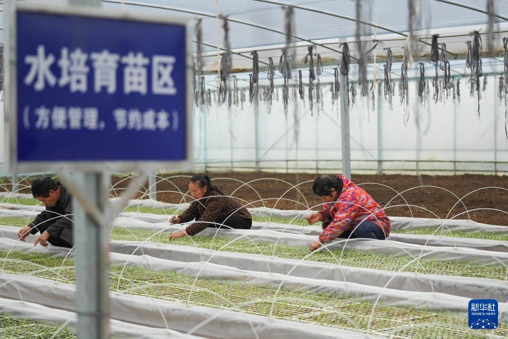 内容图片