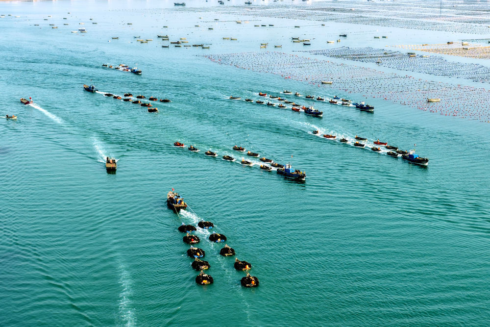 5月26日，山东省荣成市爱伦湾海洋牧场，养殖工人驾驶满载海带的船只驶向码头(无人机照片) 。新华社发（杨志礼摄）