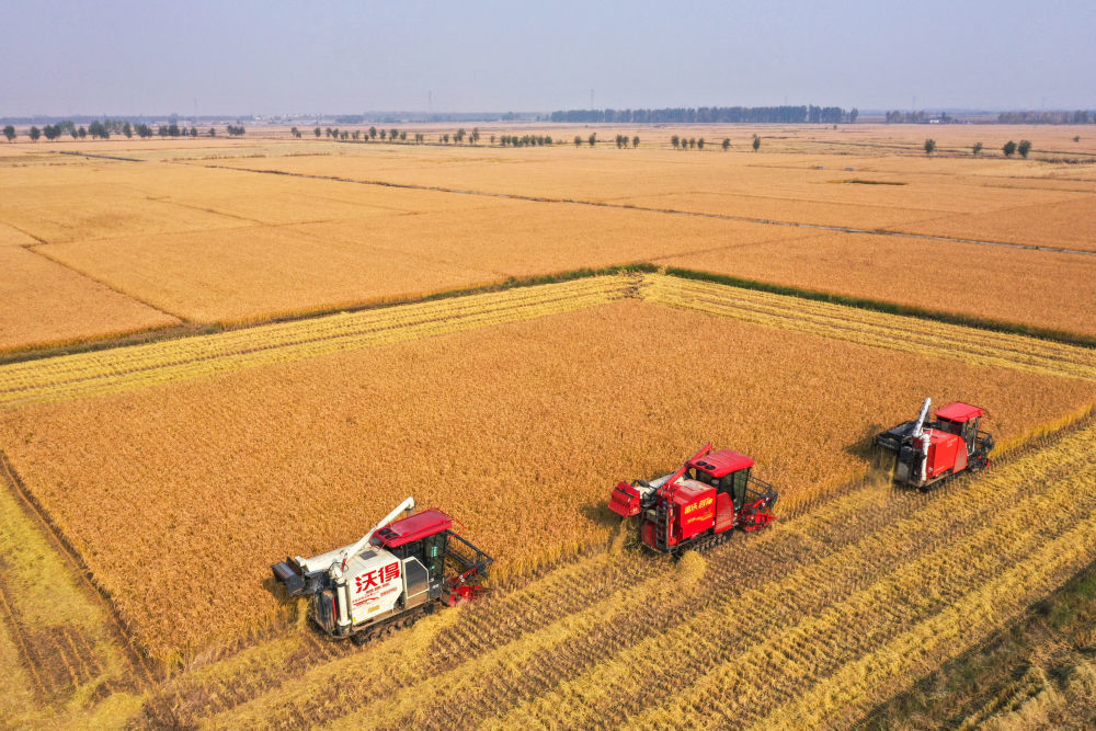 2025年10月14日,在吉林省公主岭市,吉林省米兜种植农民专业合作社进行机械化收割水稻作业展示(无人机照片)。新华社记者 张楠 摄