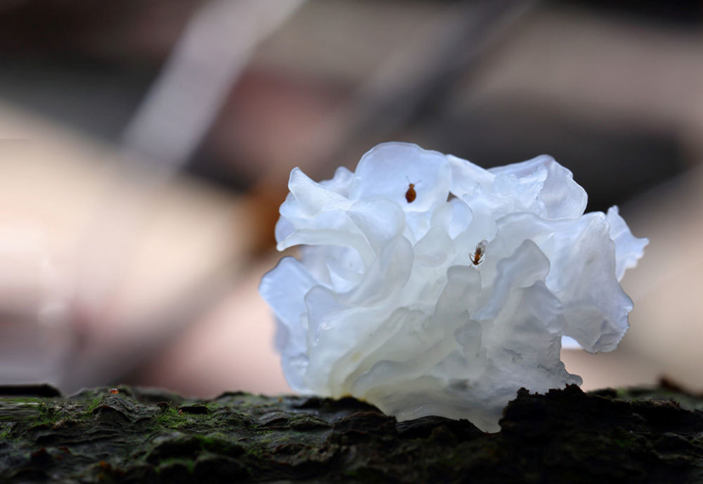 这是古田县大桥镇生长的银耳。