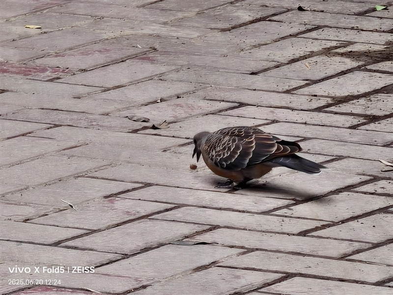 217克全球最轻折叠屏!vivo X Fold5全面评测:苹果双机党的全能搭子