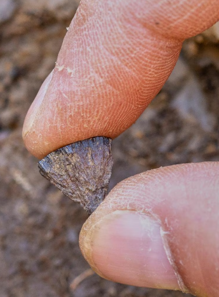巴恩汉姆遗址出土的黄铁矿碎片