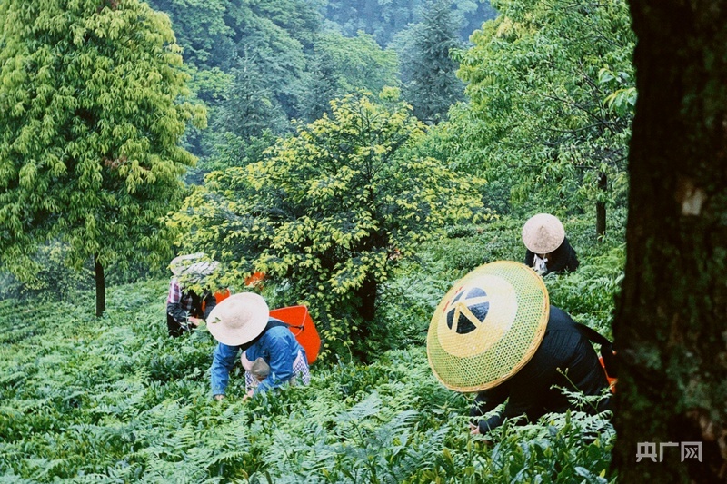 茶农在山间采茶（央广网发 赵子轩 摄）