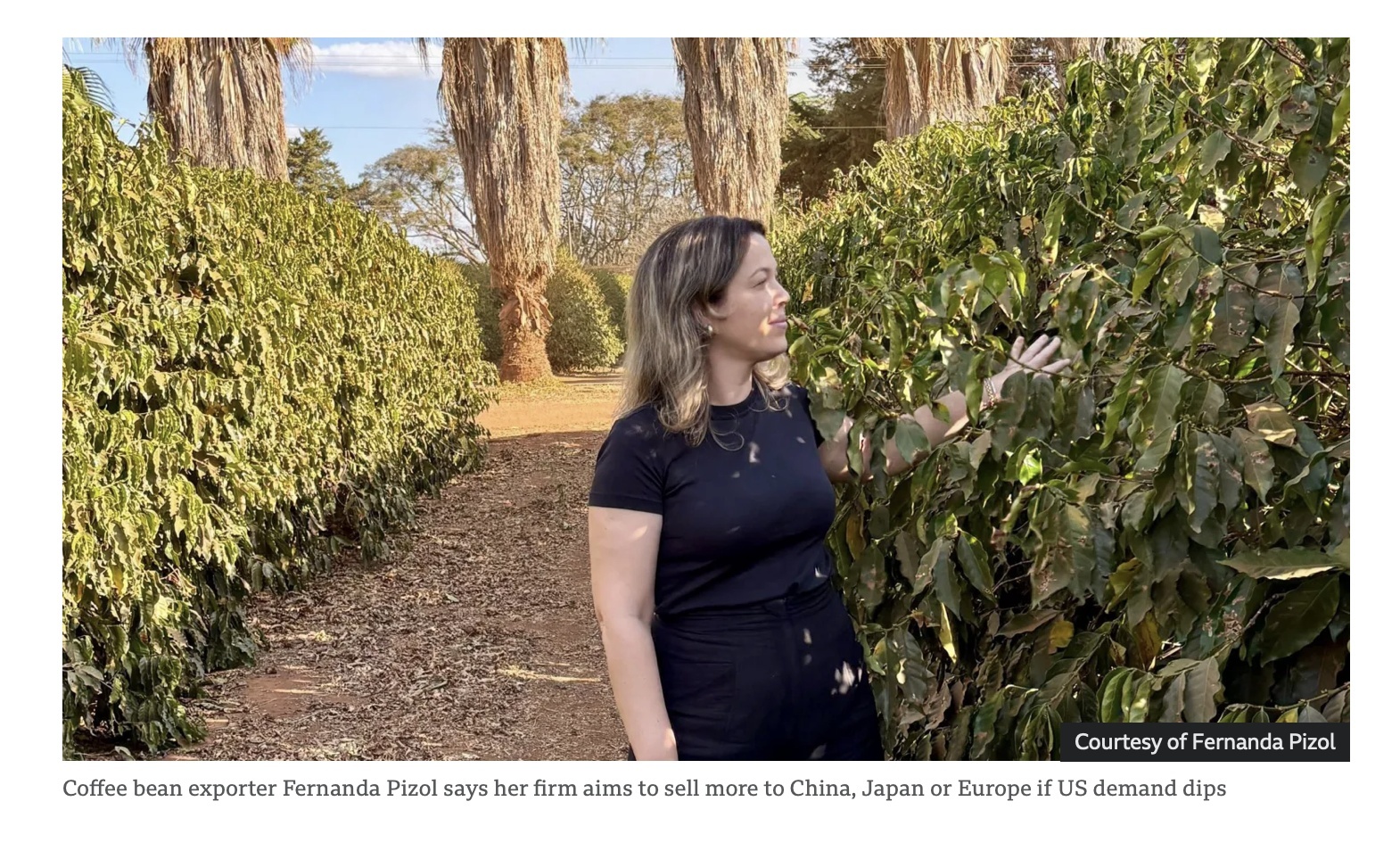 巴西咖啡豆出口商费尔南达·皮佐尔,英国广播公司网站报道截图