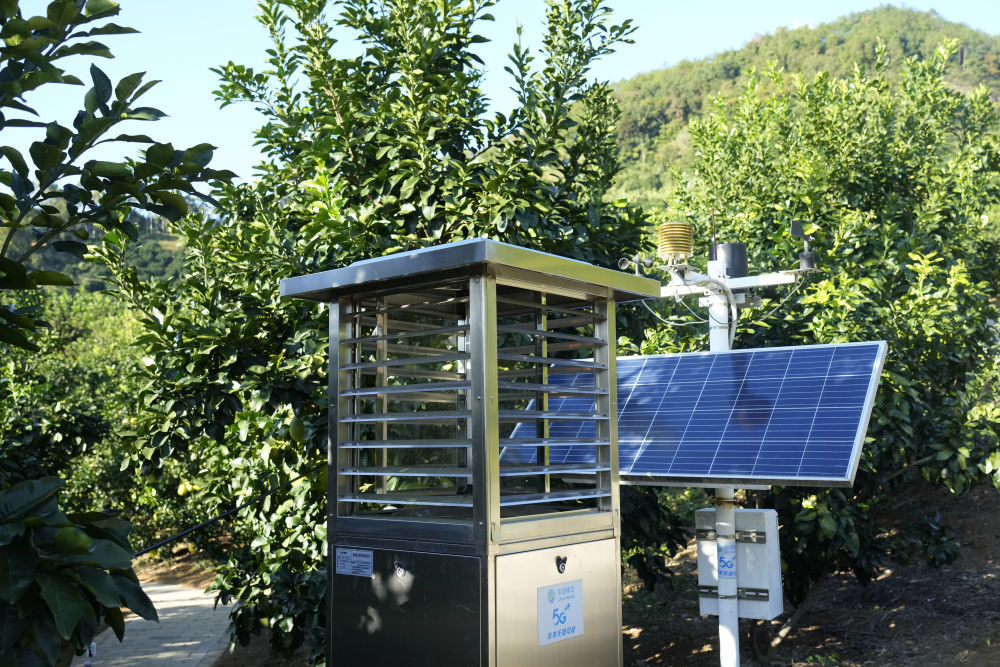 这是11月7日在梅州南福金柚种植基地拍摄的智能虫情测报灯。在智慧农业数字化平台的帮助下,柚农可通过手机实时监测分析土壤、气候、温度、湿度等重要指标。