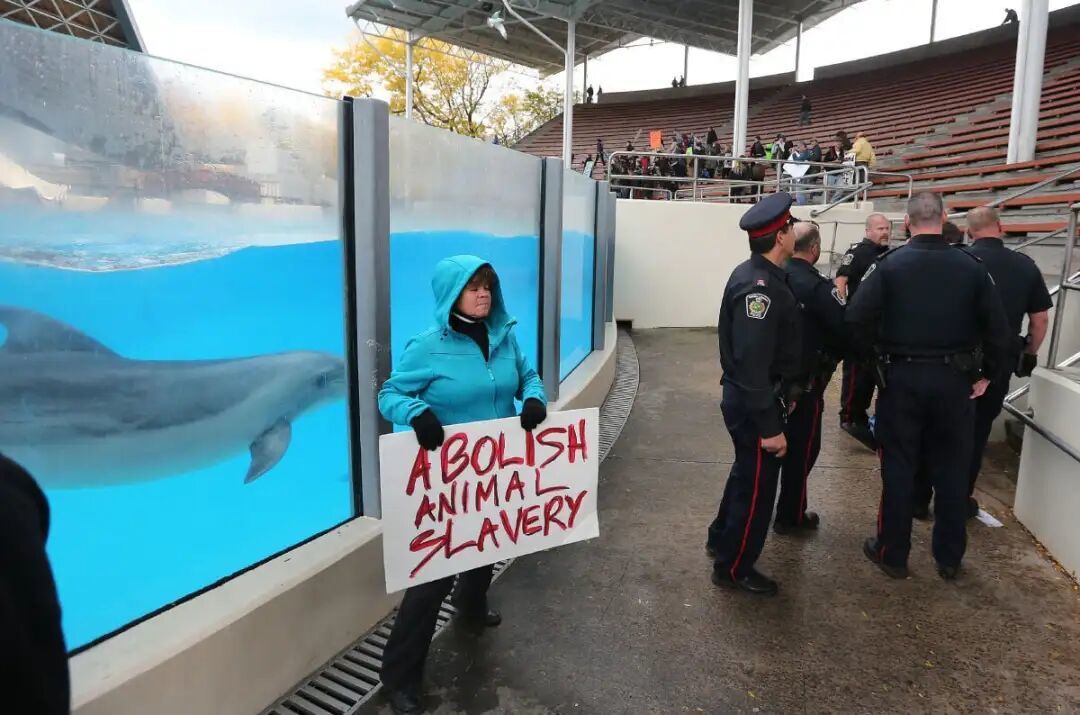 2012年,100多人因为动物疾病与死亡而冲进Marineland里抗议|STEVE RUSSELL / News services
