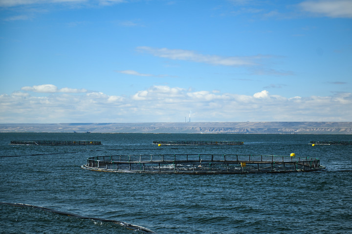 图为龙羊峡水库冷水鱼养殖网箱。新华社记者张龙 摄