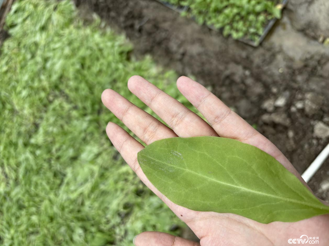西藏自治区山南市错那市觉拉乡航天育种高原牧草选育实验基地的新品种牧草:蛋白草(摄影 李婷婷)