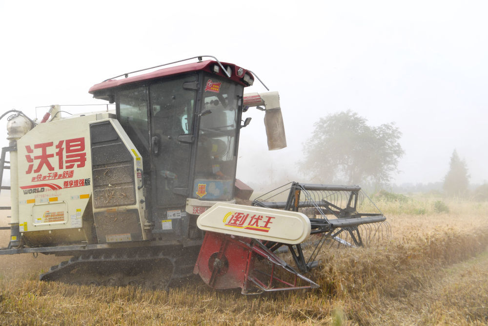 5月27日,在河南省信阳市淮滨县马集镇,履带式收割机在麦田作业收获弱筋小麦。新华社记者 郝源 摄