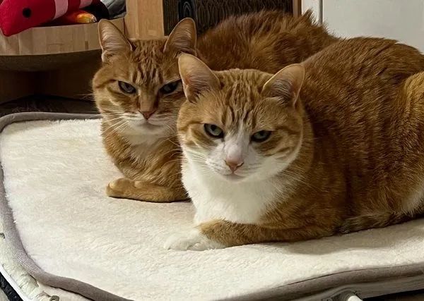 ▲奴才拔电热毯插头 惨遭「大橘双煞」死亡凝视他立刻求饶。 (图/翻摄自X/@kunyan_kainyan)