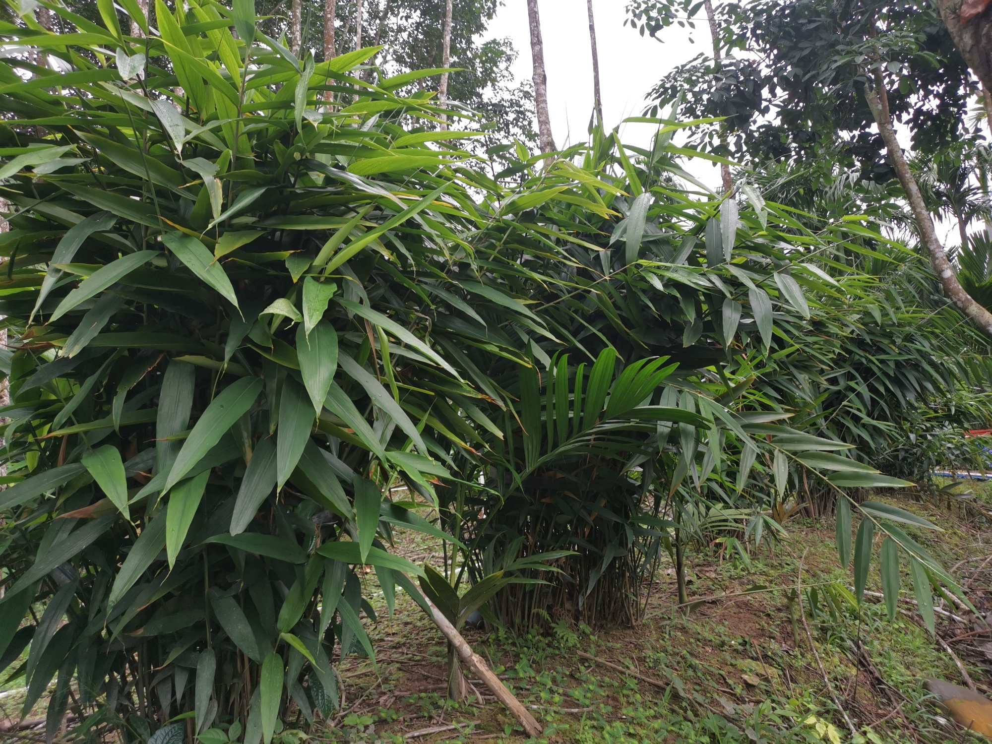 王下乡洪水村种植的益智（央广网发 徐其方 摄）