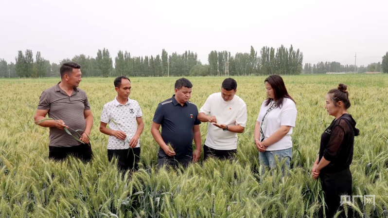 农技人员深入田间查看冬小麦长势 (央广网发 阿卜杜艾则孜·图尔荪 摄)