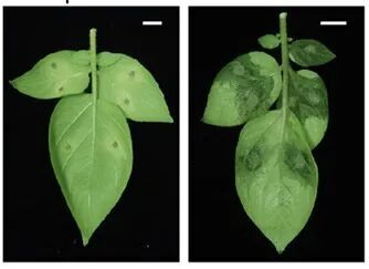 染病叶片上的斑块。受访者供图