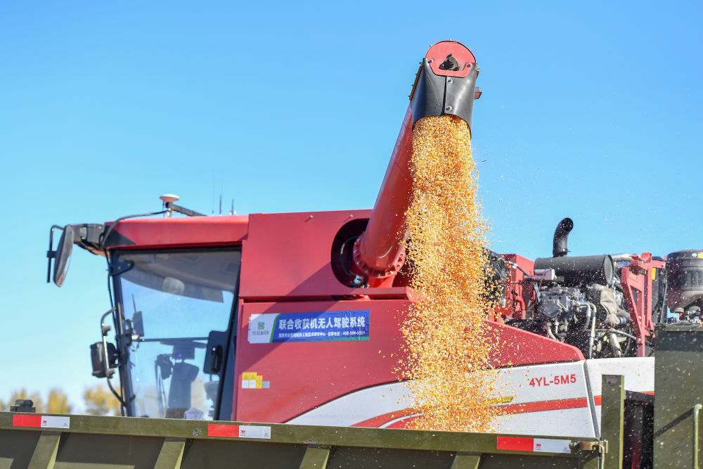 2023年10月19日，在中国科学院“黑土粮仓”科技会战长春示范区公主岭示范基地，无人驾驶农机将收获的玉米装车。