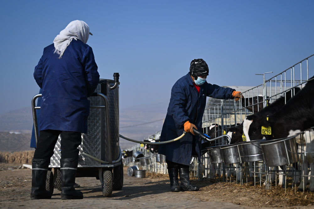 2024年12月22日，工作人员在青海省西宁市湟中区西堡生态奶牛养殖基地内为奶牛补饲。该项目为东西部协作项目。新华社记者 张龙 摄