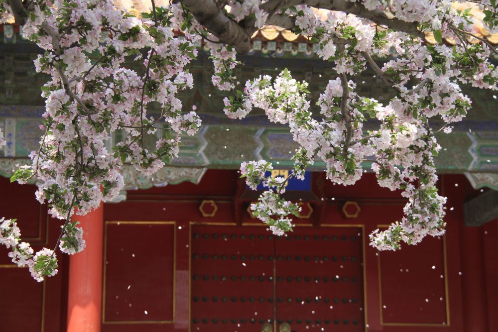 2022年/海棠花雨/摄影:王海燕