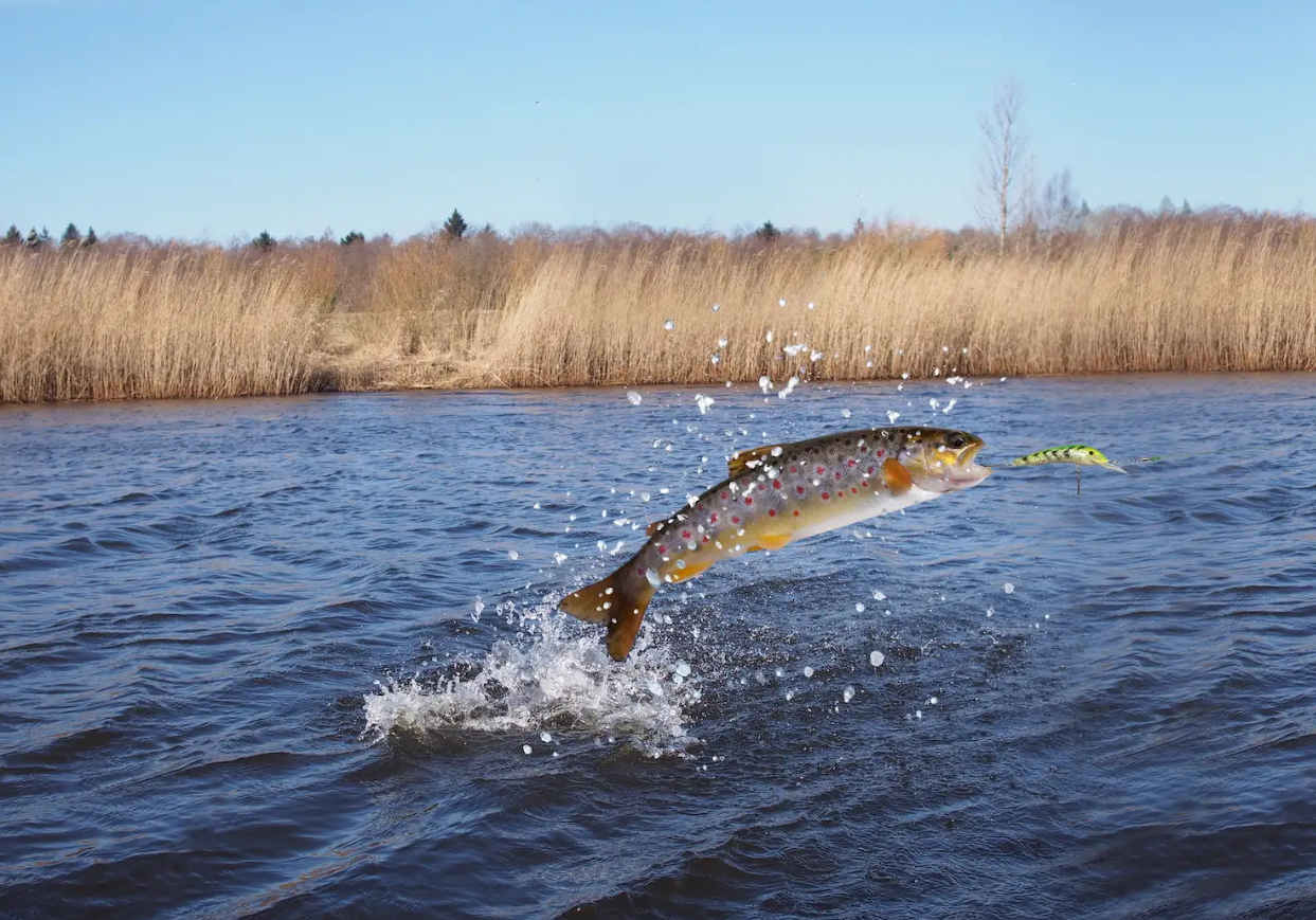 2.7万条鲑鱼“大逃亡”，挪威养殖公司悬赏：抓回一条鱼奖500克朗_凤凰网