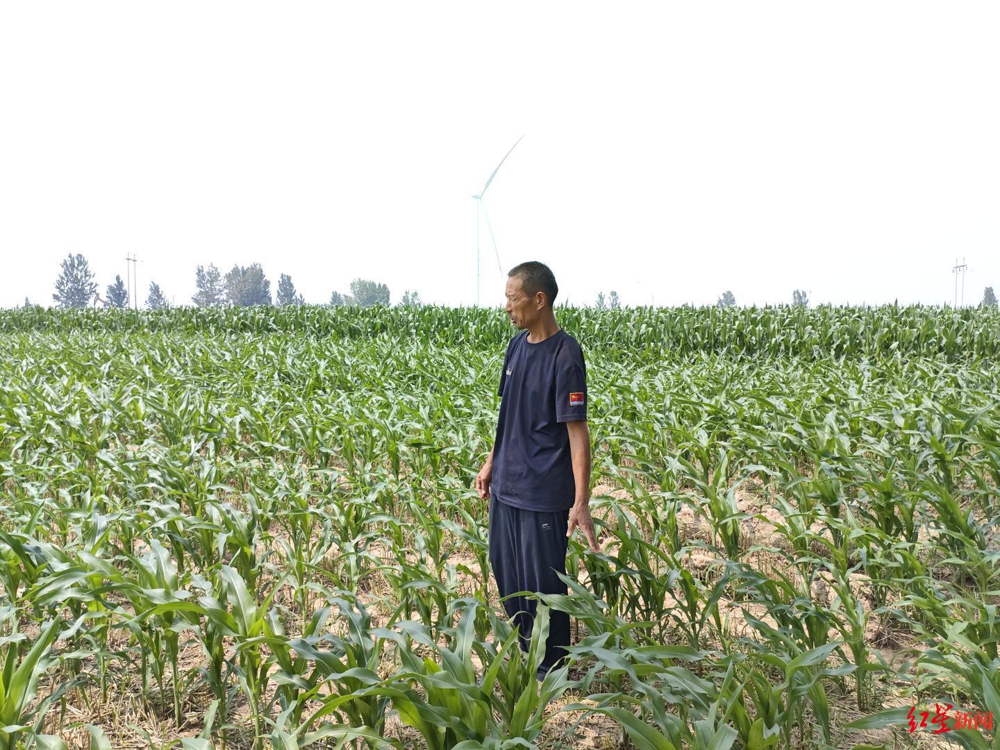 ▲刘诗利站在自家土地上