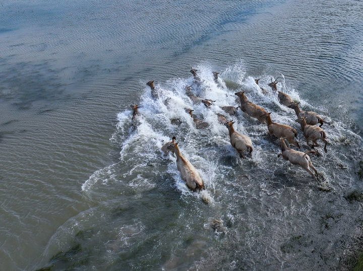 2024年10月28日在江苏省大丰麋鹿国家级自然保护区拍摄的麋鹿。新华每日电讯记者李博摄