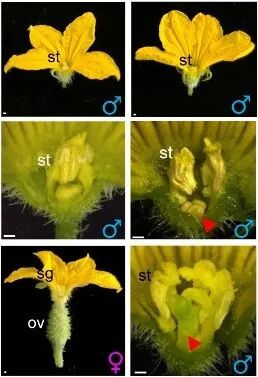 野生型和Csarf3突变体的不同性别类型。