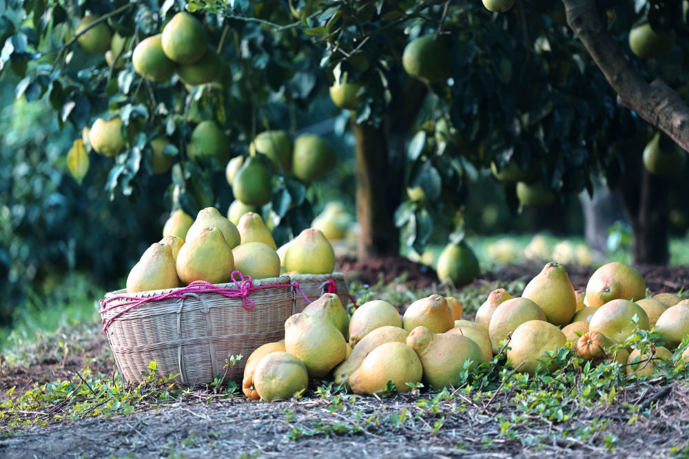 第1视点|乡村振兴路 金柚正飘香