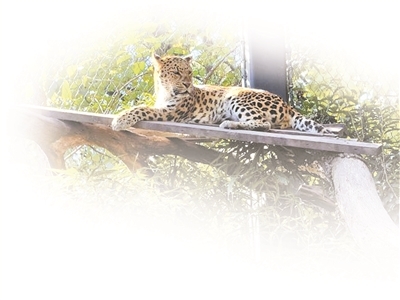 俯视自己领地的越越