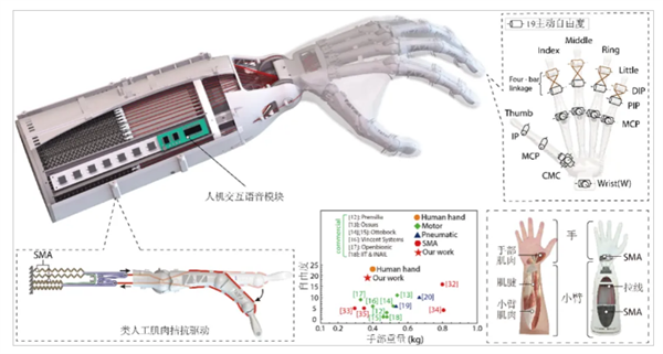 复现人手级运动能力!中国科大研发出19自由度假肢灵巧手