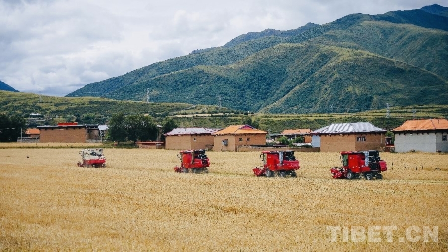 图为机械化青稞收割现场