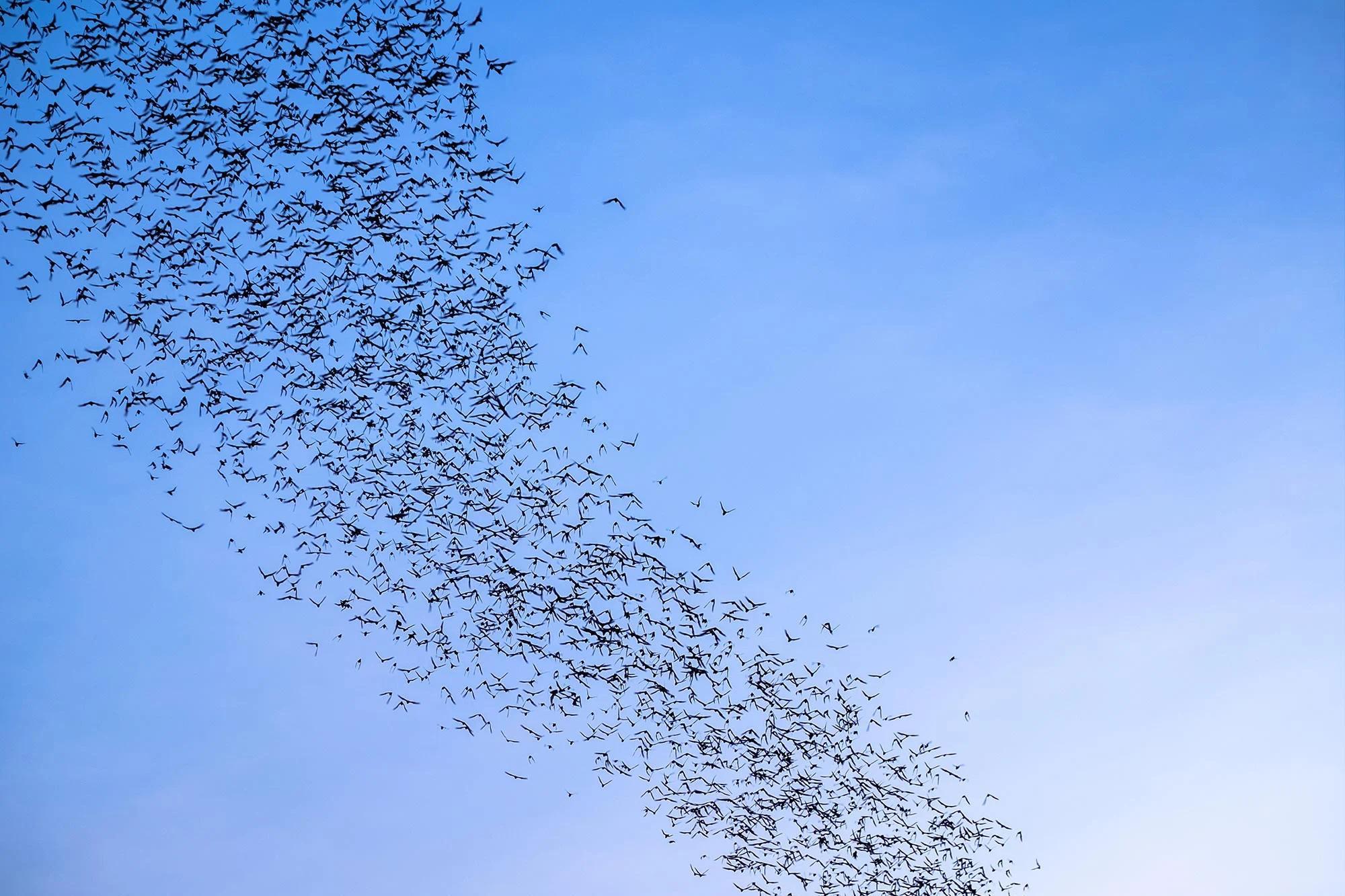 Bats-Flying-Sky.jpg