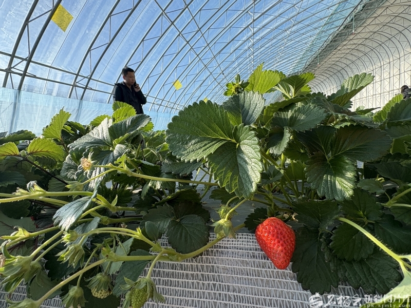 乌鲁木齐县板房沟镇八家户村全季草莓采摘基地，冰淇淋口味的草莓娇艳欲滴。石榴云/新疆日报 记者王晶晶摄