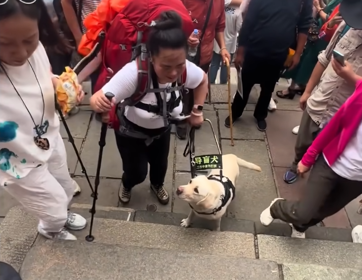 ▲盲人带着导盲犬爬泰山(图/视频截图)