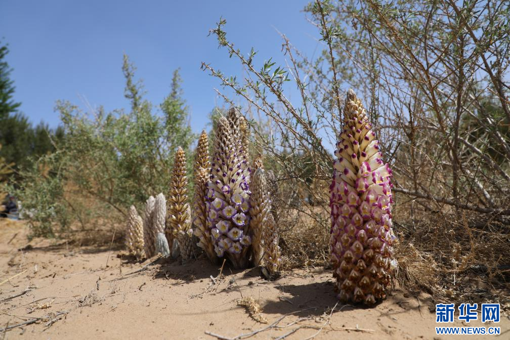 内蒙古磴口县防沙治沙项目区四翅滨藜肉苁蓉。新华社记者 李云平 摄