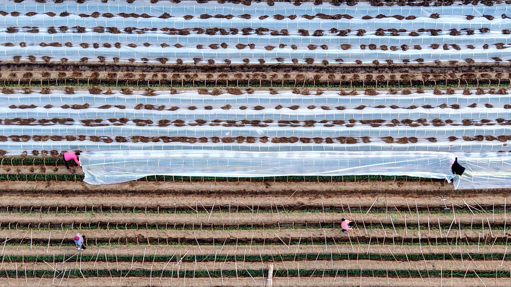 12&#2637611日，在山东省临沂市平邑县地方镇，村民为种植的蔬菜幼苗覆盖保温薄膜（无人机照片）。 新华社发（武纪全摄）