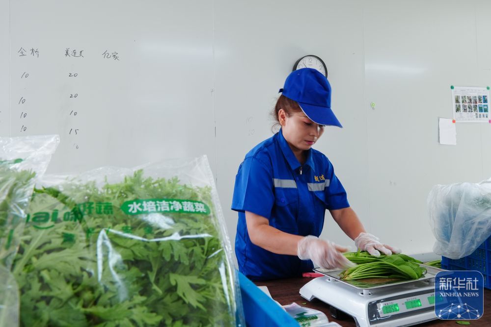 ↑ 6月25日，在新疆阿克苏地区库车市甬库同心村智慧农业植物工厂，工作人员对收获的农作物进行称重打包。