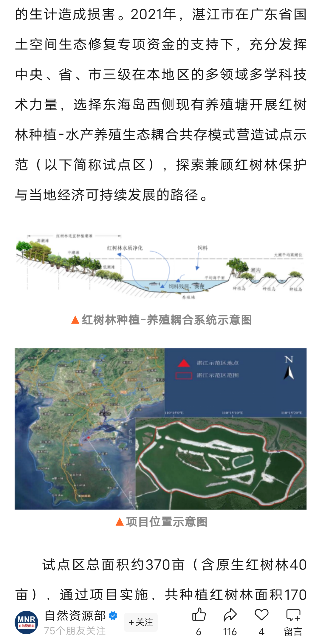 ▲自然资源部账号发文介绍湛江“红树林种植-水产养殖生态耦合模式”