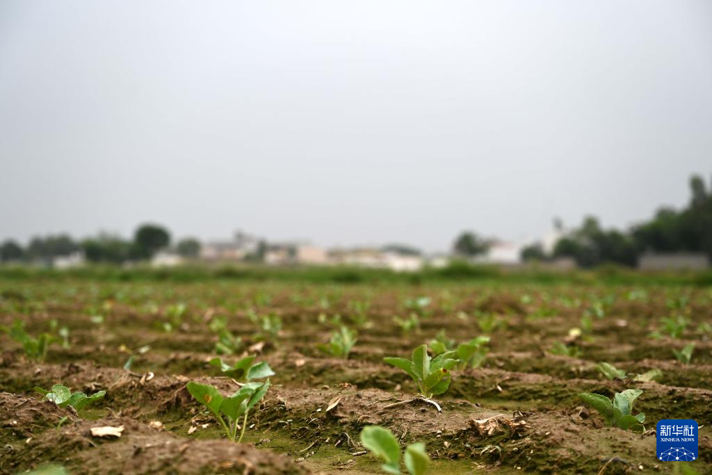 这是8月13日在巴基斯坦东部旁遮普省阿塔克县拍摄的种植引进自中国天津花椰菜种的农田。 新华社发(达尼亚勒·汗·贾敦摄)