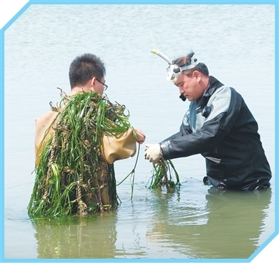 张沛东(右)与荣成鳗草科技小院成员在海中取样。受访者供图